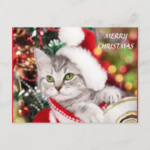 Cartão Postal Feliz Natal Kitten