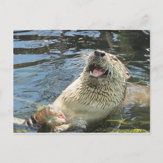 Cartão Postal Feliz Otter (Frente)
