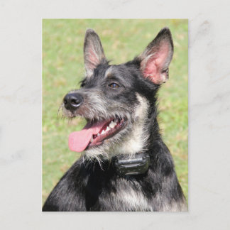 Cartão Postal Feliz Rouxininho Negro E Cachorro Branco