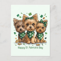 Feliz Rua. Dia de Patrick Yorkshire Terrier Dogs