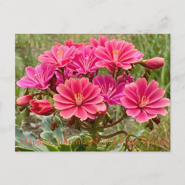 Cartão Postal Feliz Semana da Planta Nativa da Califórnia! Cartã (Frente)