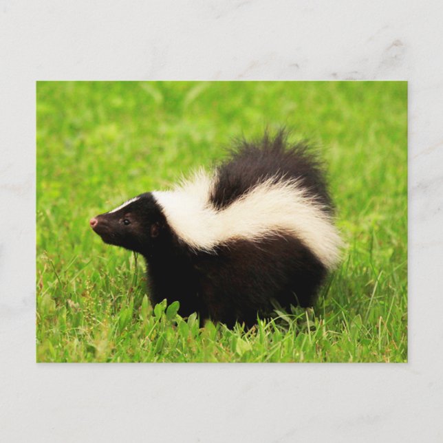 Cartão Postal Feliz Skunk Strik (Frente)