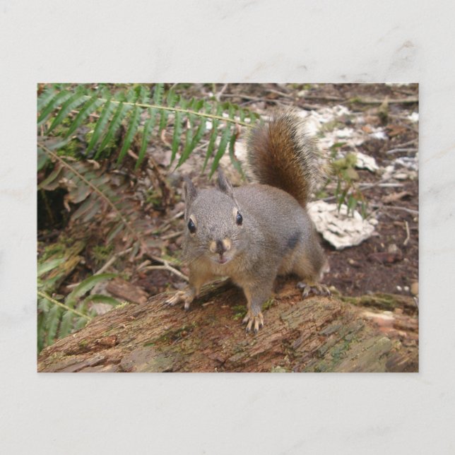 Cartão Postal Felpudo Jovem no Cartão-Postal de Registro (Frente)