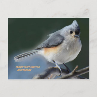 CARTÃO POSTAL FELPUDO SUFT GENTLE E SMART