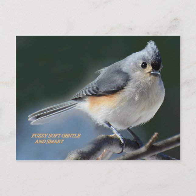 CARTÃO POSTAL FELPUDO SUFT GENTLE E SMART (Frente)