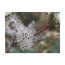 Felpudo White Dandelion
