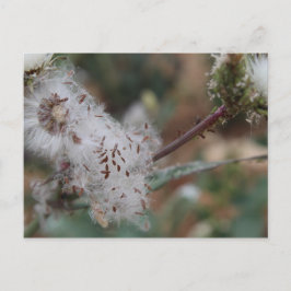 Cartão Postal Felpudo White Dandelion