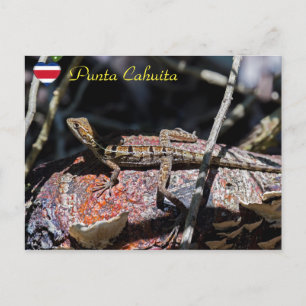 Cartão Postal Female basilisk Lizard, Punta Cahuita - Costa Rica