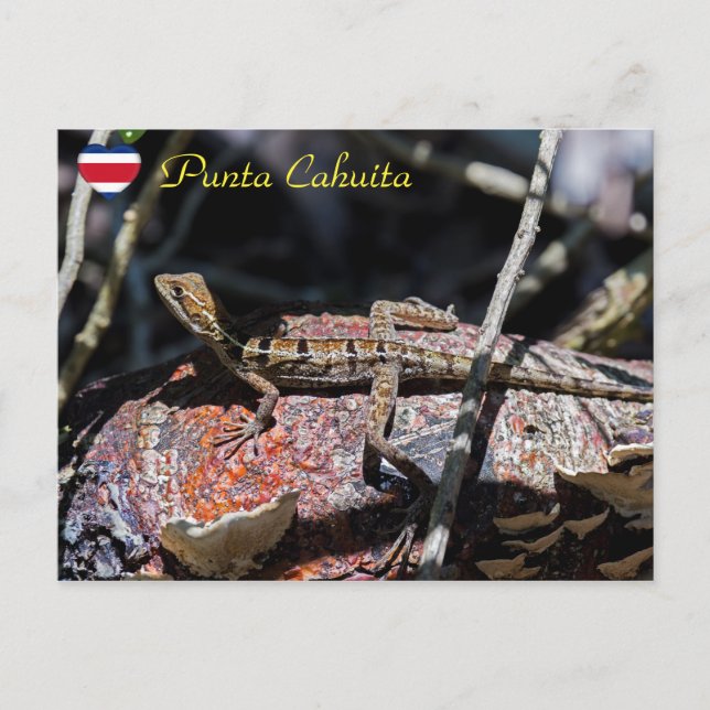 Cartão Postal Female basilisk Lizard, Punta Cahuita - Costa Rica (Frente)