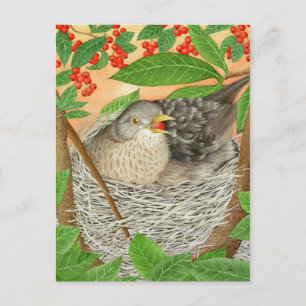 Cartão Postal Female Blackbird