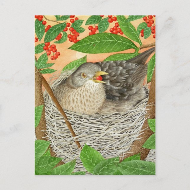 Cartão Postal Female Blackbird (Frente)