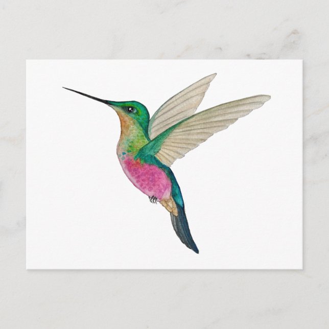 Cartão Postal Female Blue-throated Starfrontlet Hummingbird (Frente)