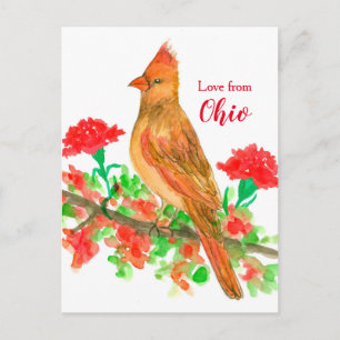 Cartão Postal Female Cardinal Bird Love De Ohio