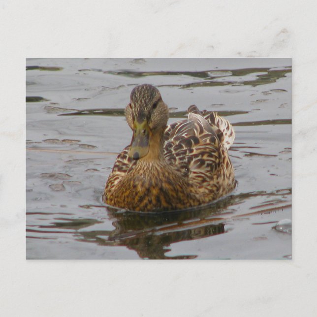 Cartão Postal Female Mallard (Frente)