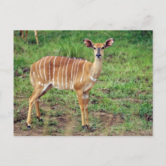 Cartão Postal Female Nyala, Reserva de Jogo Hluwe-Umfolozi (Frente)