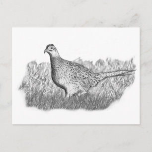 Cartão Postal Female Pheasant