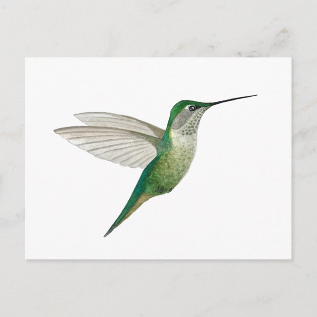 Cartão Postal Female Ruby-throated Hummingbird (Frente)