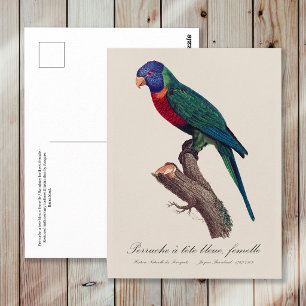 Cartão Postal Fêmea de lorikeet-arco-íris, Trichoglossus molucca