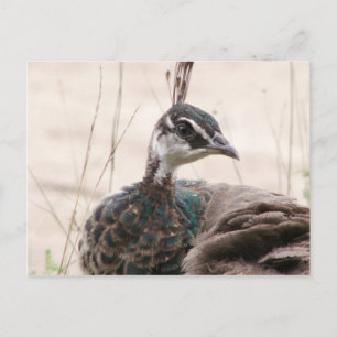 Cartão postal feminino de Peafowl