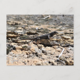 Cartão Postal Fence Lizard Ocidental