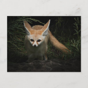 Cartão Postal Fennec Fox