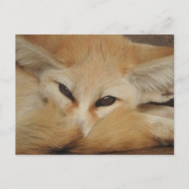 Cartão postal Fennec Fox (Frente)