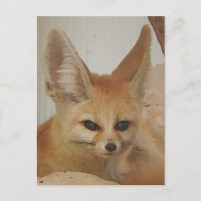 Cartão Postal Fennec Fox (Frente)