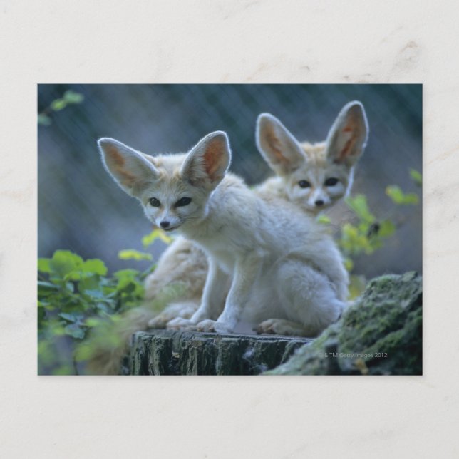 Cartão Postal Fennec Foxes (Frente)