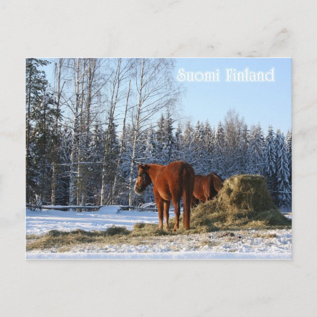 Cartão Postal Feno é Para Cavalos (Frente)