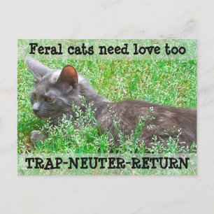 Cartão Postal Feral Cats Need Love - TNR