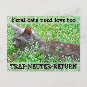 Cartão Postal Feral Cats Need Love - TNR