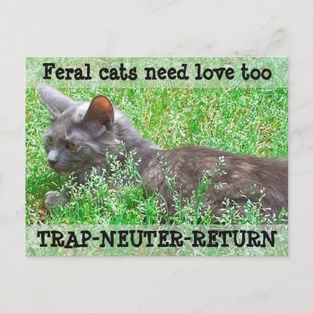 Cartão Postal Feral Cats Need Love - TNR (Frente)