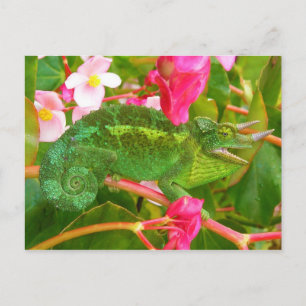 Cartão Postal Feral Jackson's Chameleon em Maui Island Hawaii