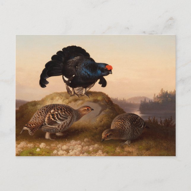 Cartão Postal Ferdinand von Wright Blackgrouses CC0822 (Frente)