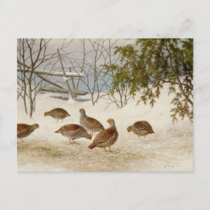 Cartão Postal Ferdinand von Wright - Perdizes Na Neve