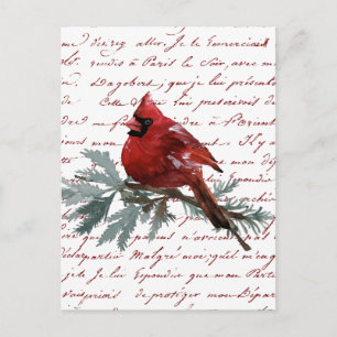 Cartão Postal Feriado Natal Red Cardinho Bird Script Francês