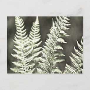 Cartão Postal Fern Artístico Abstrato