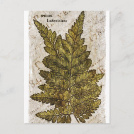 Cartão Postal Fern Botânico Verde Ferns Modelo Tropical
