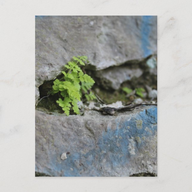 Cartão Postal Fern determinado na placa de Grafite azul da pedra (Frente)