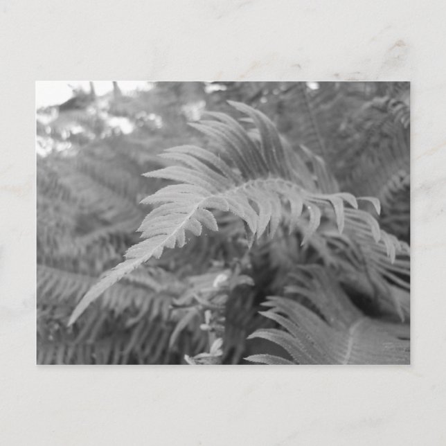 Cartão Postal Fern Friendly (Frente)
