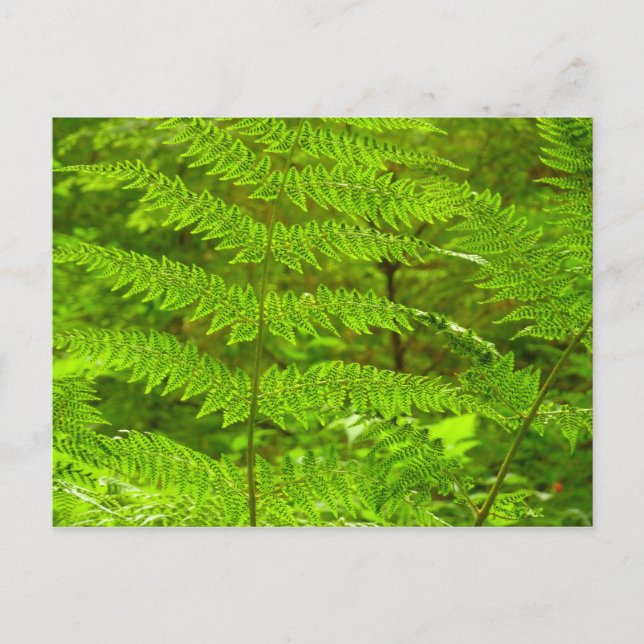 Cartão Postal Fern Fronds III Natureza Verde Botânica (Frente)