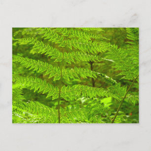 Cartão Postal Fern Fronds III Natureza Verde Botânica