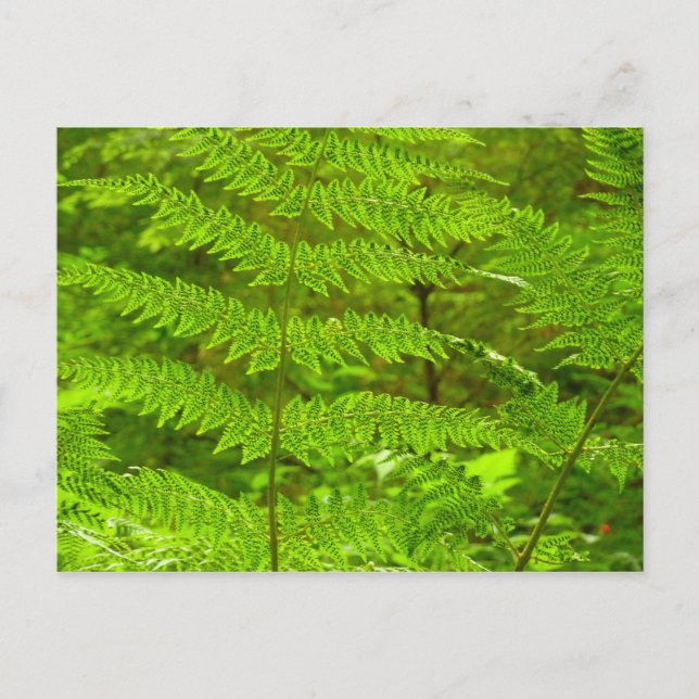Cartão Postal Fern Fronds III Natureza Verde Botânica (Frente)