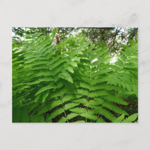 Cartão Postal Fern Fronds IV Natureza Verde Botânica