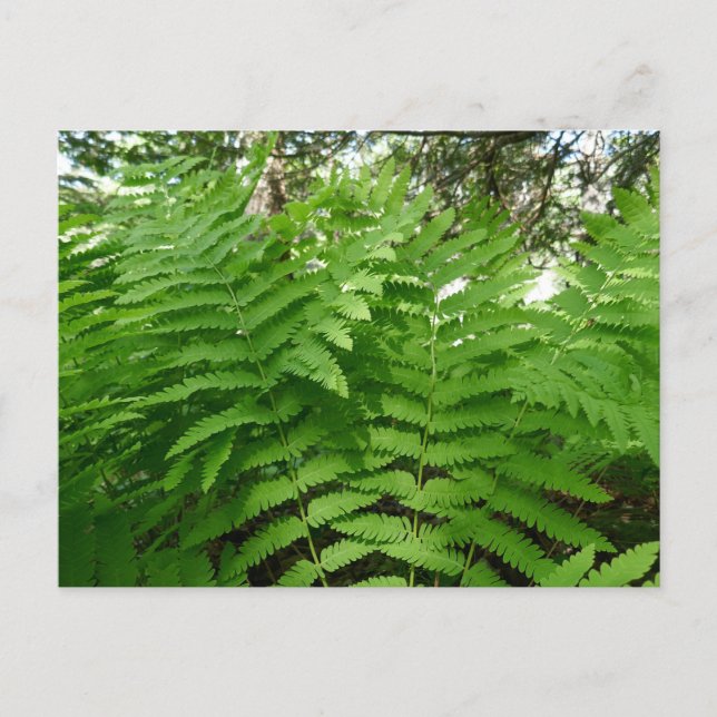 Cartão Postal Fern Fronds IV Natureza Verde Botânica (Frente)