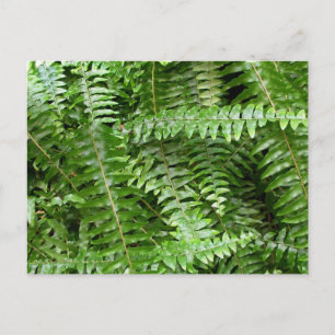 Cartão Postal Fern Frontes I Green Nature
