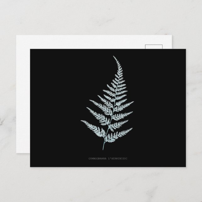 Cartão Postal Fern - Gymnogramma L’herminieri. Efeito de raios X (Frente/Verso)