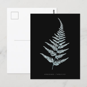 Cartão Postal Fern - Gymnogramma L’herminieri. Efeito de raios X