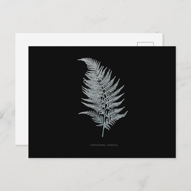 Cartão Postal Fern - Gymnogramma Ochracea - Efeito de raios X -  (Frente/Verso)