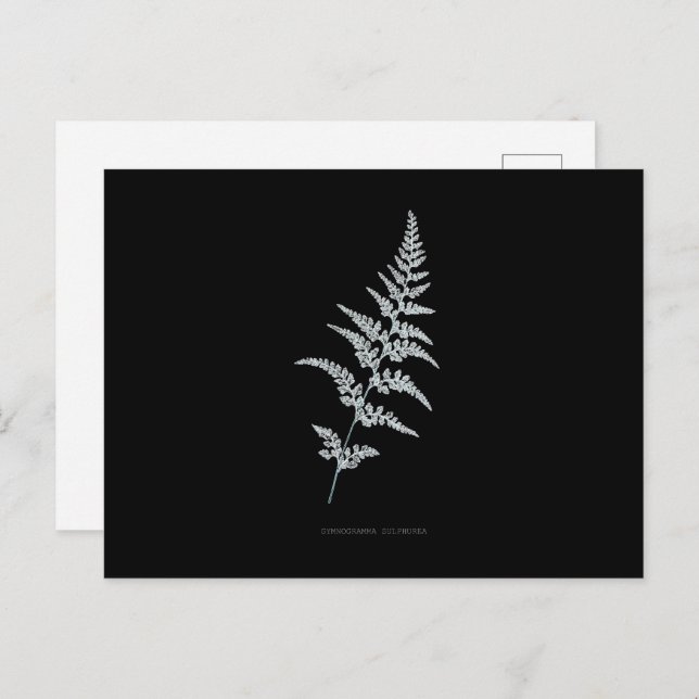 Cartão Postal Fern - Gymnogramma Sulphureia - Efeito de raios X  (Frente/Verso)